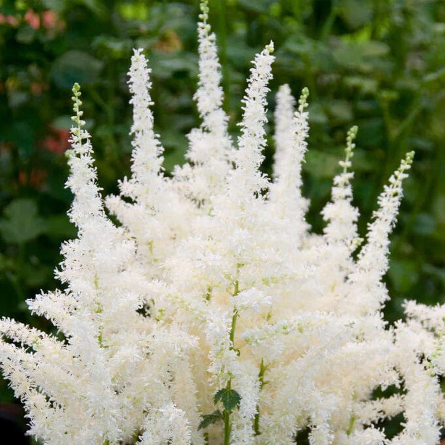 Astilbe ‘Close Harmony’